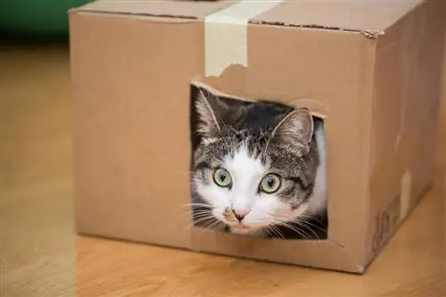 Гнездо кошки. Гнездо кошки.