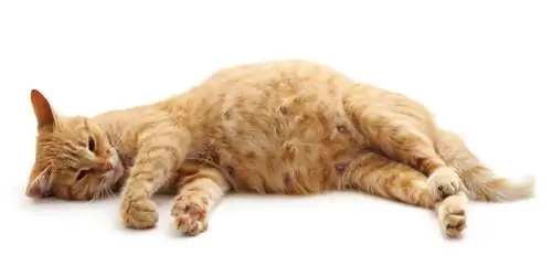 Беременная кошка лежит на белом фоне. Беременная кошка лежит на белом фоне.
