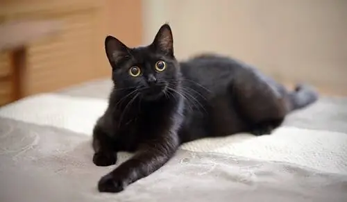 кошка на диване кошка на диване