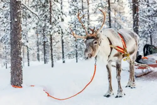 Отличия оленя, оленя и северного оленя