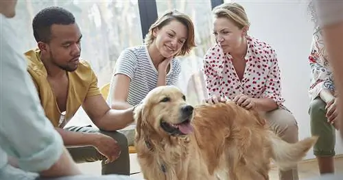 собаки