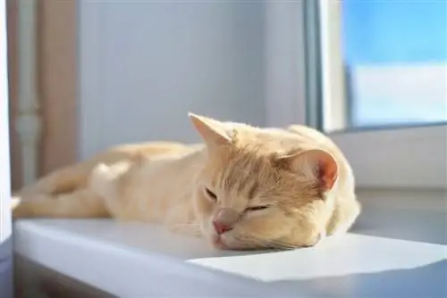 Кошка во время жары.