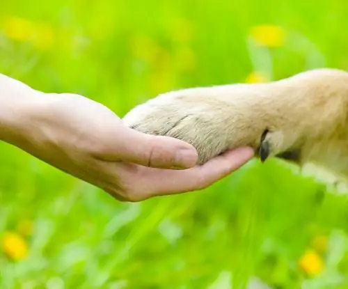 Как подстричь пальцы росы у собаки Как подстричь пальцы росы у собаки