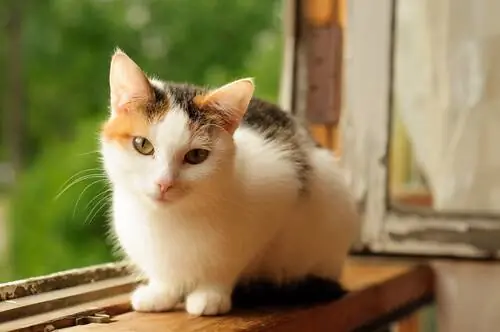 Ситцевый кот лежит на окне