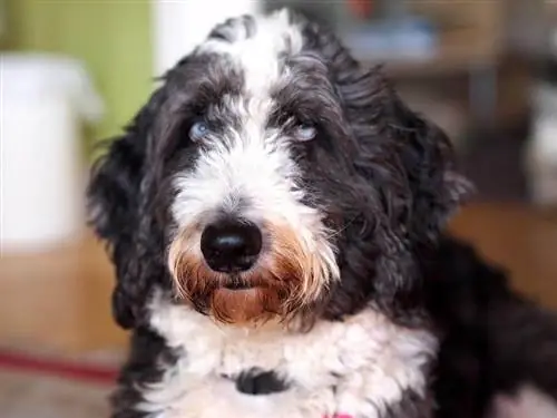 Все об Aussiedoodle