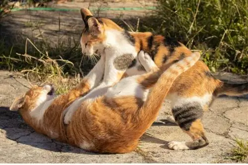 Кошки не ладят? Советы, как перестать драться друг с другом