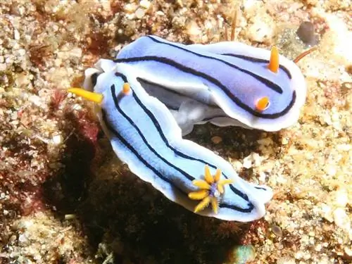 Узнайте все о Chromodoris lochi, очень странном моллюске.