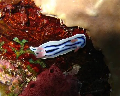 Chromodoris lochi на дне океана