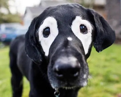 шумный шумный