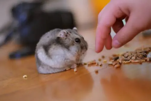 кормление грызунов