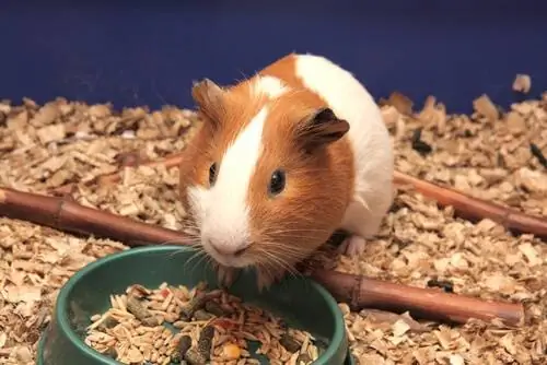 Кормление и уход за зубами грызунов