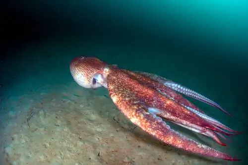 Гигантский кальмар в глубоком море. Гигантский кальмар в глубоком море.