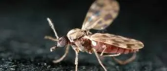 комар Culicoides