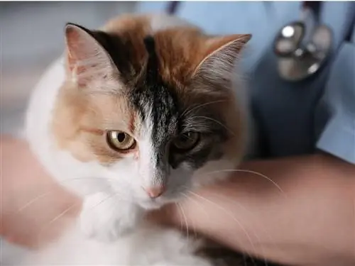 Кошка с энозинофильной гранулемой.