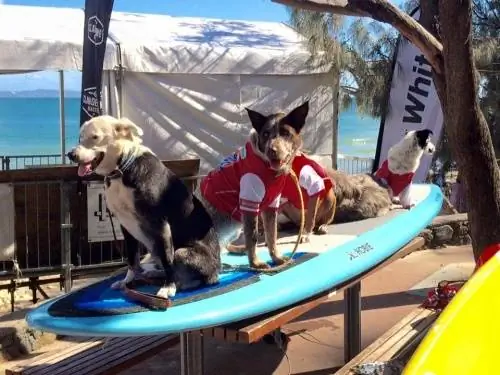 Noosa Surf Festival в Австралии, соревнования для собак и их владельцев.