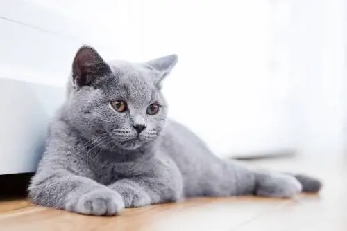 кошка на полу кошка на полу