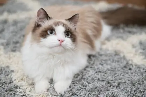 лежащий кот лежащий кот