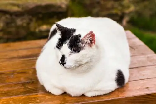 толстый кот лежит толстый кот лежит