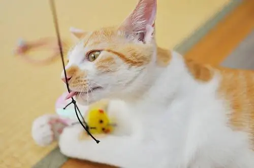 кот играет кот играет