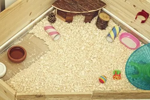 морская свинка игрушки морская свинка игрушки