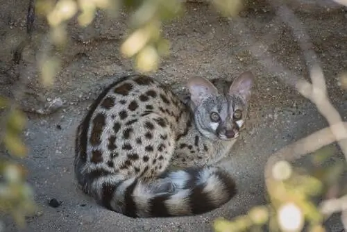 мускусный кот