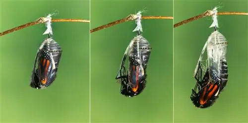 Куколка уничтожается.