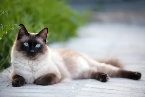 У сиамской кошки большие голубые глаза. У сиамской кошки большие голубые глаза.