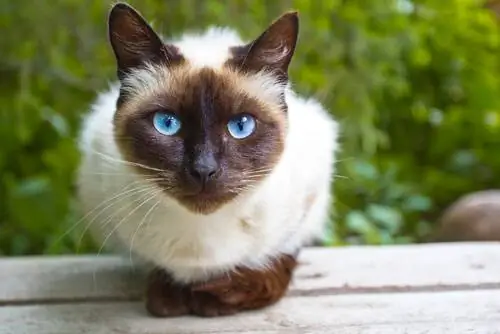 Сиамская кошка очень независима. Сиамская кошка очень независима.