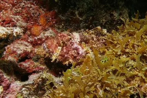 камуфляж рыбы-скорпиона камуфляж рыбы-скорпиона