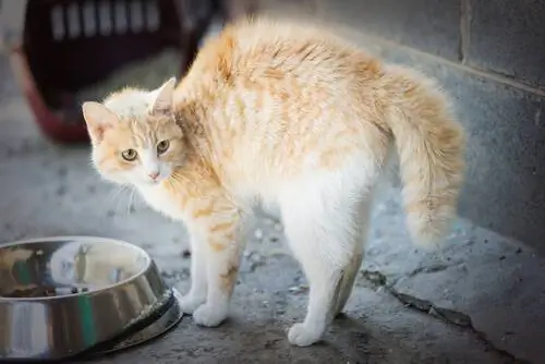 Дайте кошке место Дайте кошке место