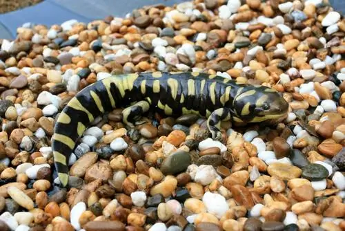 Уход за тигровой саламандрой