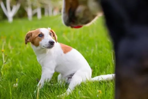 Повязки для собак фейерверк