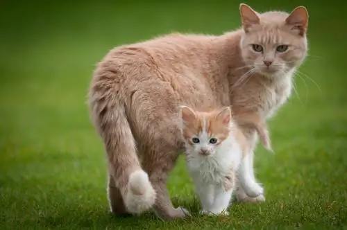 кошка и щенок кошка и щенок