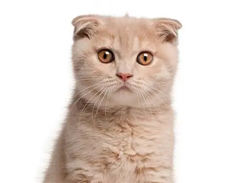 Шотландская вислоухая кошка.