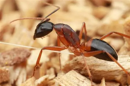 Муравей-плотник из рода Camponotus.