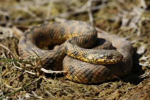 Natrix maura - одна из неядовитых змей.