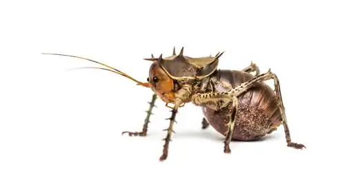 Боковой вид Cosmoderus femoralis.