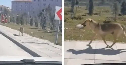 Они видят бездомного щенка, несущего тарелку с едой, следуют за ним и узнают его цель.
