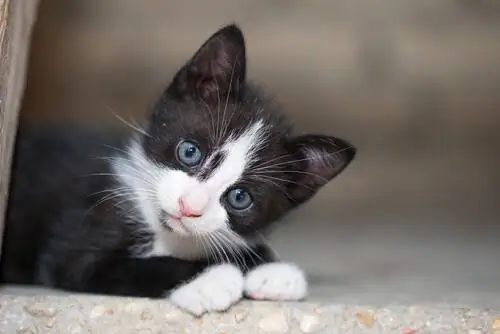 котенок на улице