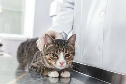 кот у ветеринара кот у ветеринара