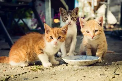 Чем кормить колонию кошек Чем кормить колонию кошек