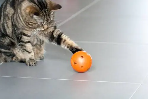 кошка с мячом кошка с мячом