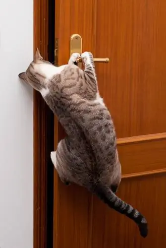 кот открывает дверь кот открывает дверь