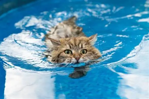 6 пород кошек, которые любят воду