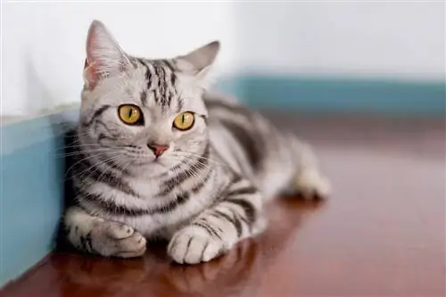 Короткошерстная кошка.