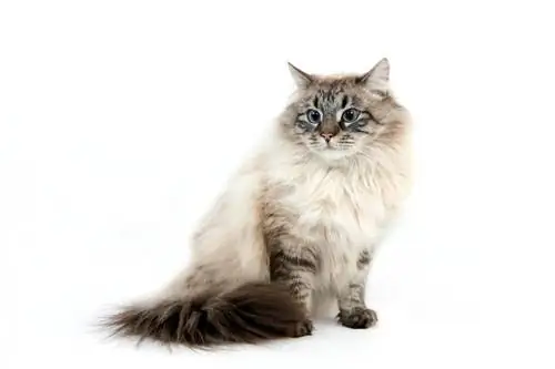 Одна из кошек, которая любит воду.