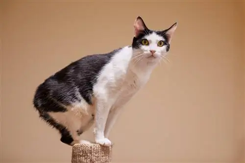 Одна из кошек, которая любит воду