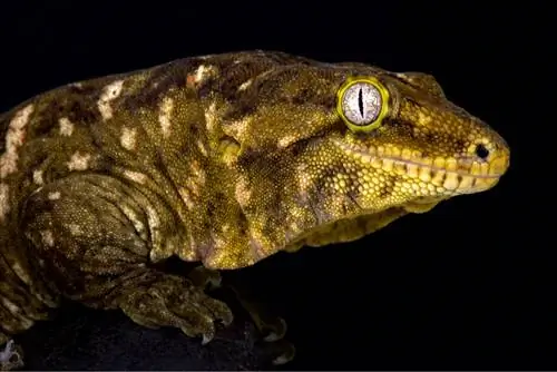 Образец Rhacodactylus leachianus.