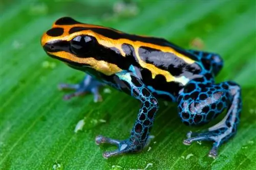 12 самых красивых животных Эквадора