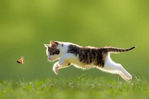 воспитывать кота 2